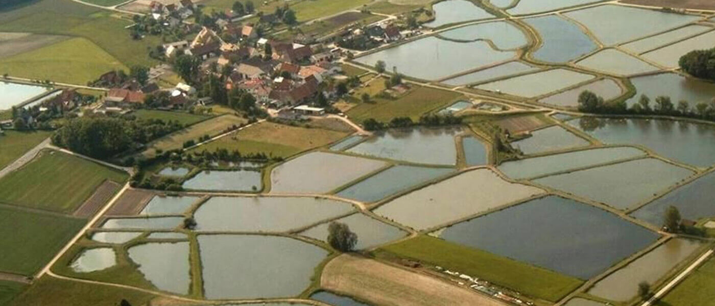 Original Aischgründer Karpfen im Wirtshaus und Restaurant &ldquo;Der Pschorr&rdquo; am Viktualienmarkt
