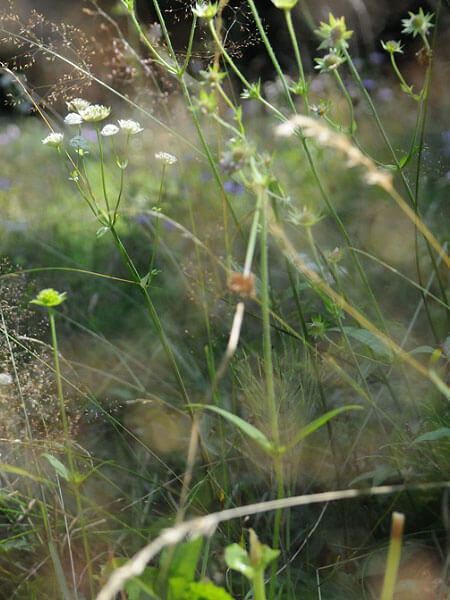 Beilagen und Zutaten aus der Region für das bayerische Wirtshaus Der Pschorr