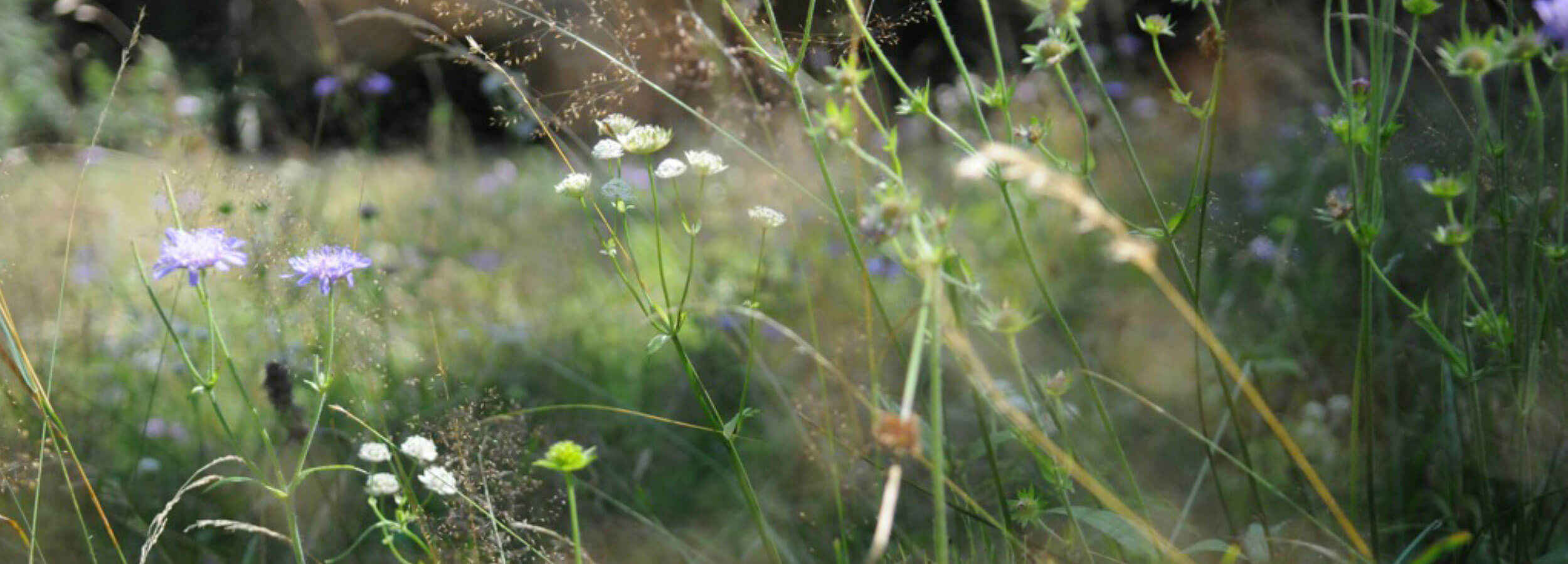 Beilagen und Zutaten aus der Region für das bayerische Wirtshaus Der Pschorr