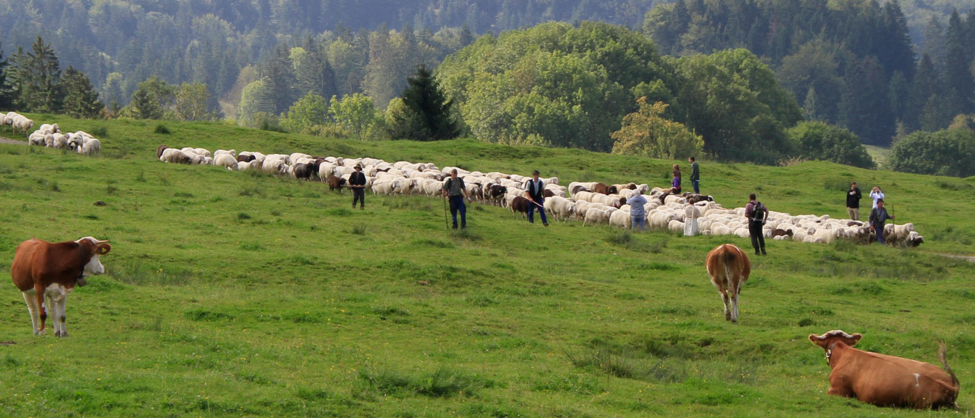 Weiße und gescheckte Bergschafe aus der Region Ohlstadt am Kochelsee im Wirtshaus und Restaurant &ldquo;Der Pschorr&rdquo; am Viktualienmarkt