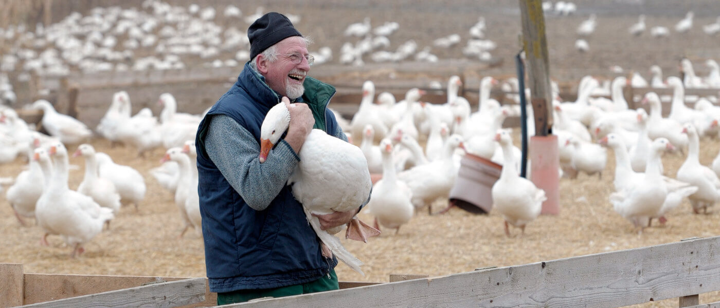 G&auml;nse und Enten vom Ge&shy;fl&uuml;gel&shy;hof Lugeder aus Pleiskirchen bei Altötting im Wirtshaus und Restaurant &ldquo;Der Pschorr&rdquo; am Viktualienmarkt
