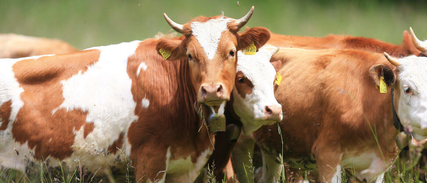 Fleisch von Fleckviehrinder mit dem Gütesiegel BayernOx&copy; &ndash; von regionalen Landwirten aus Miesbach, Traunstein und Weilheim im Wirtshaus und Restaurant &ldquo;Der Pschorr&rdquo; am Viktualienmarkt