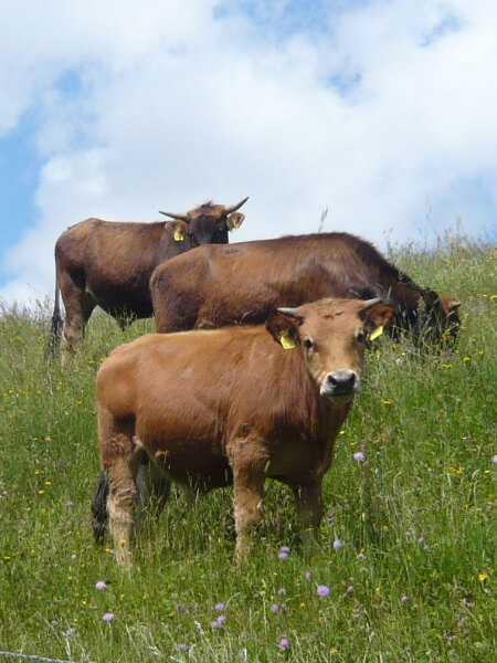 Heimischen Landwirte und Produzenten für regionales Fleisch für unsere bayerische Küche im Wirtshaus Der Pschorr