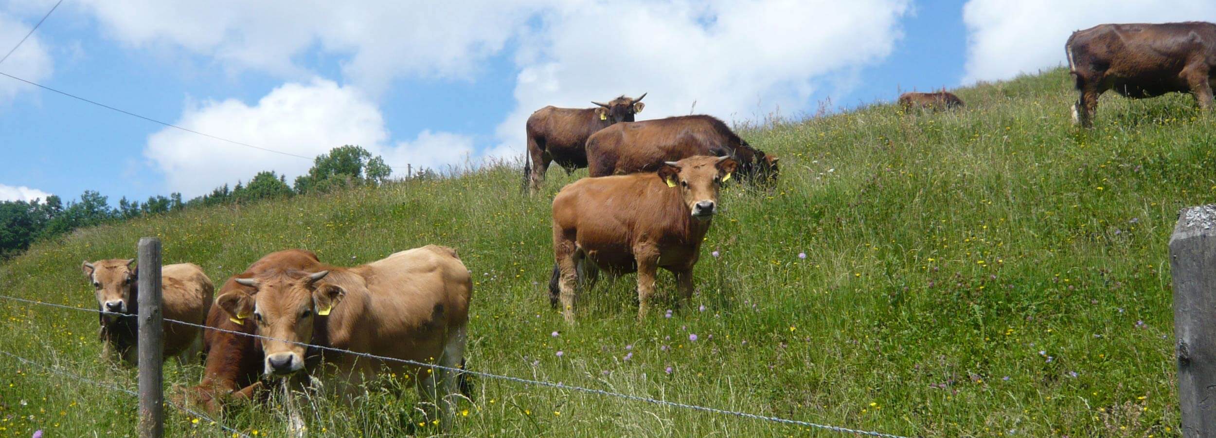 Heimischen Landwirte und Produzenten für regionales Fleisch für unsere bayerische Küche im Wirtshaus Der Pschorr