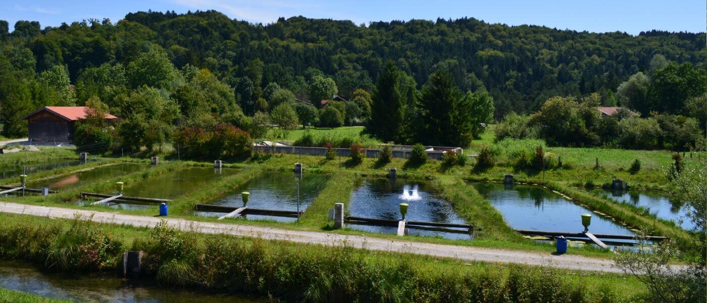 Forellen und Saiblinge aus den Weihern im Isar&shy;tal im Wirtshaus und Restaurant &ldquo;Der Pschorr&rdquo; am Viktualienmarkt