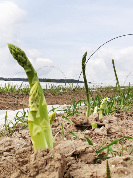 Gemüse aus der Region für das bayerische Wirtshaus Der Pschorr am Viktualienmarkt