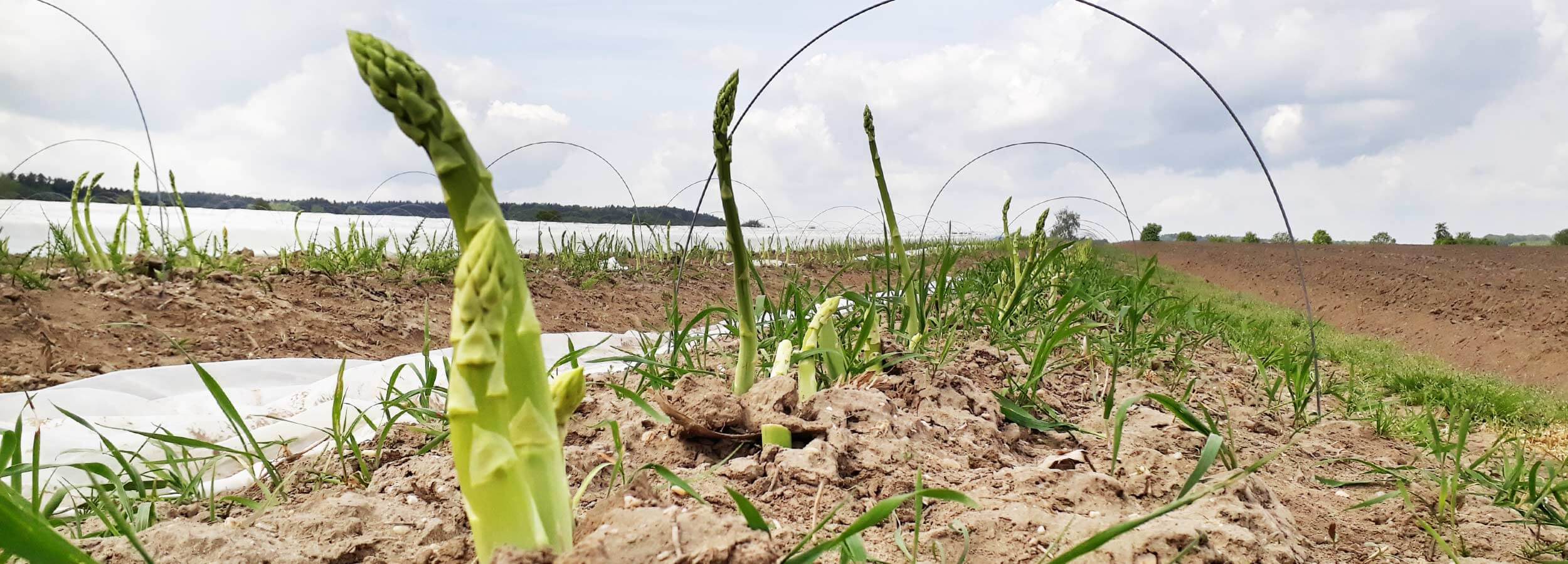 Gemüse aus der Region für das bayerische Wirtshaus Der Pschorr am Viktualienmarkt
