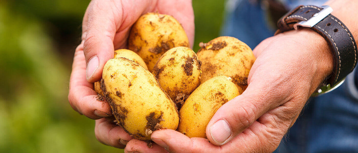 Kartoffeln vom Familienbetrieb Burgis aus der Oberpfalz im Wirtshaus und Restaurant &ldquo;Der Pschorr&rdquo; am Viktualienmarkt