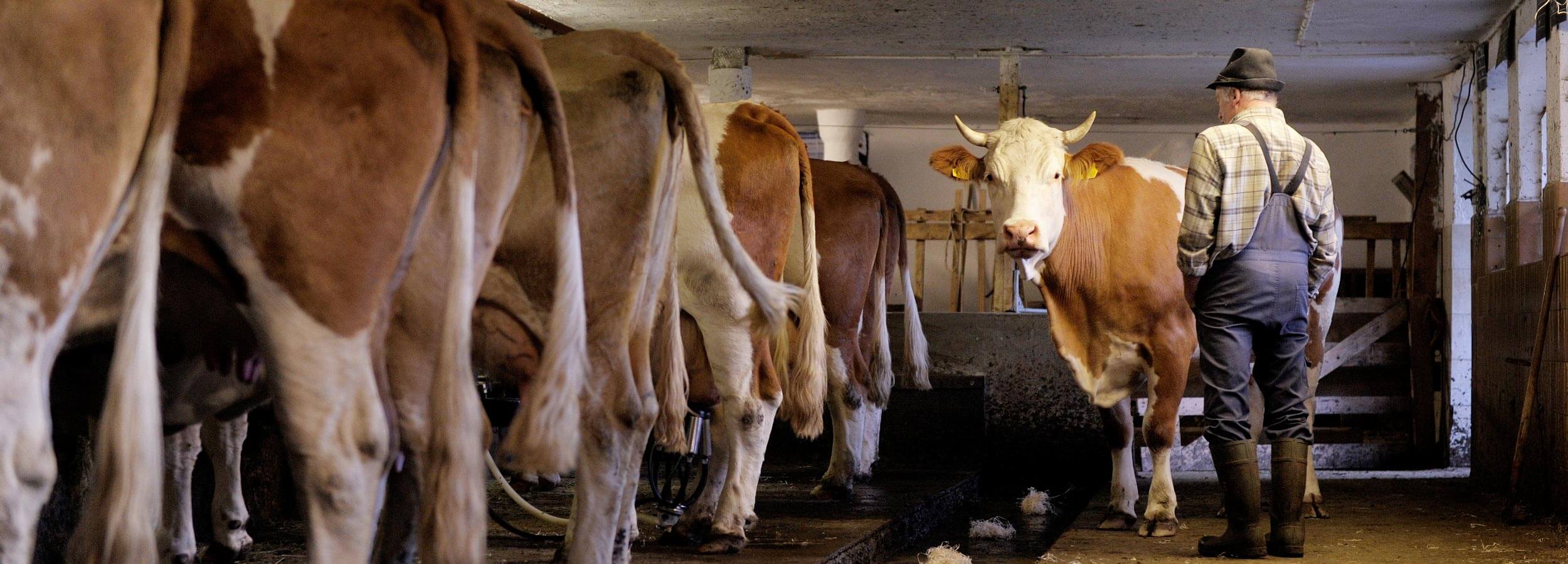 Das bayerische Wirtshaus &bdquo;Der Pschorr&ldquo; &ndash; direkt am Viktualienmarkt in München Innenstadt