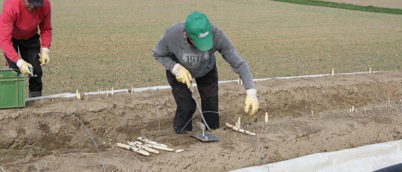 Schroben&shy;hausener Spargel aus Adelshausen im Wirtshaus und Restaurant &ldquo;Der Pschorr&rdquo; am Viktualienmarkt