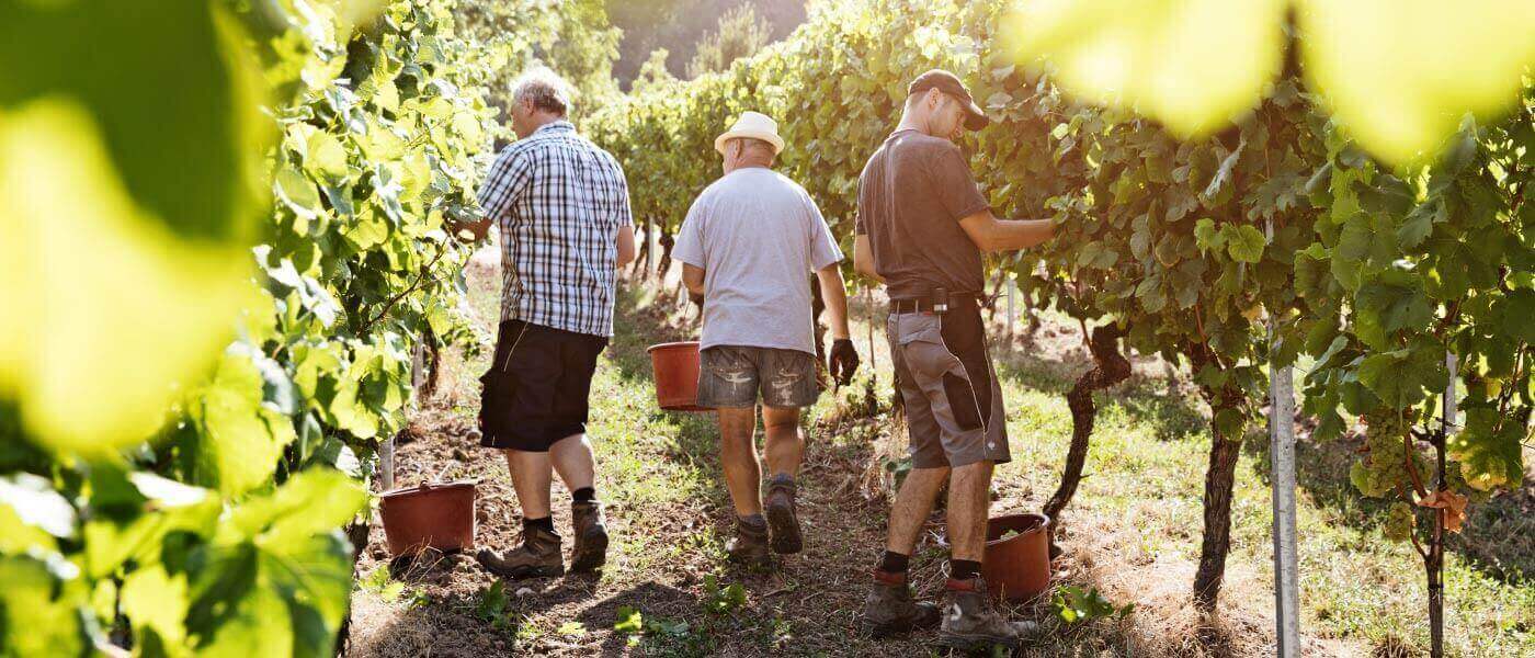 Spitzenweine aus Castell im Wirtshaus und Restaurant &ldquo;Der Pschorr&rdquo; am Viktualienmarkt